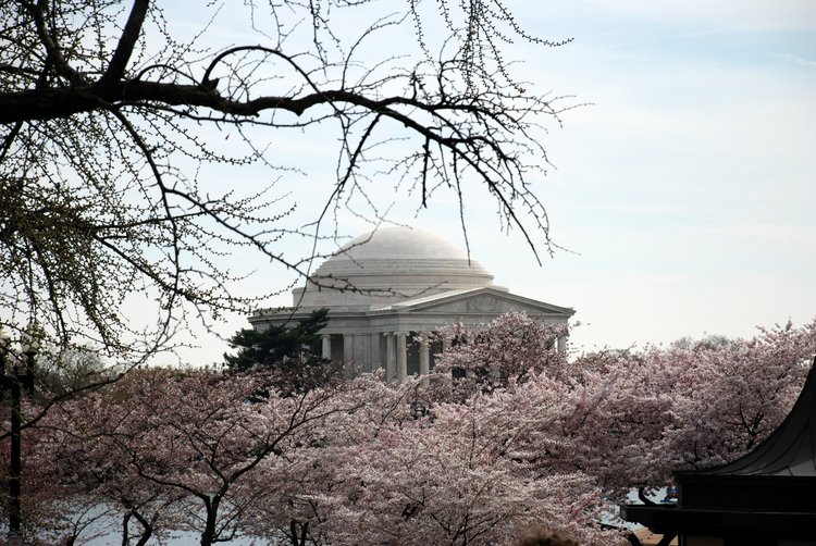 0803_DC_Trip_610 DC - Jefferson Memorial & Cherry Blossoms alt2.jpg