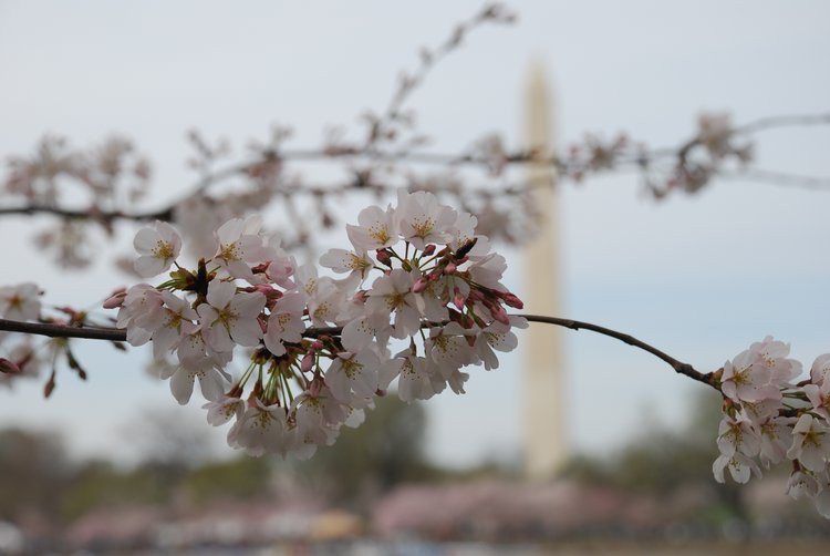 0803_DC_Trip_622 DC - Cherry Blossoms & Washington Monument.jpg