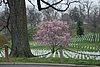 459 Arlington Cemetery.jpg