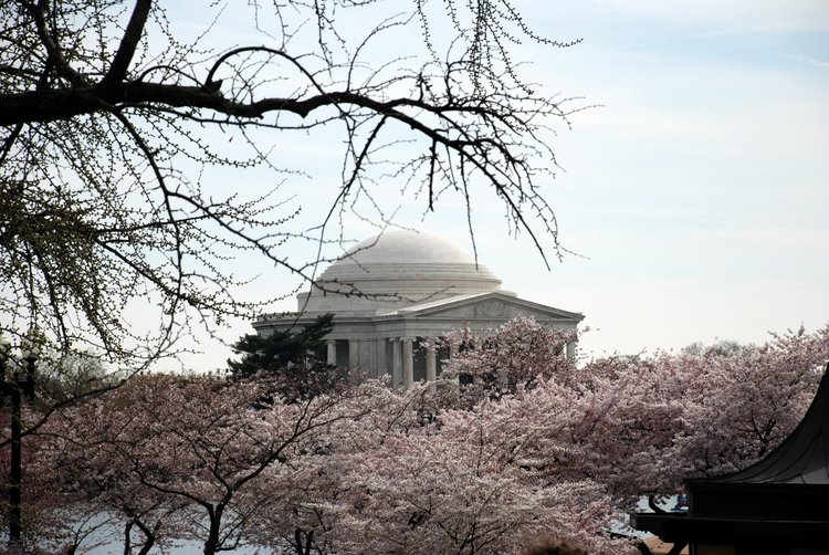 610 DC - Jefferson Memorial & Cherry Blossoms alt2.jpg