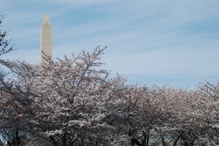 631 DC - Cherry Blossoms & Washington Monument.jpg