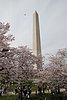 608 DC - Washington Monument & Cherry Blossoms.jpg