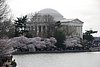 616 DC - Jefferson Memorial & Cherry Blossoms.jpg