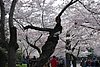 617 DC - Cherry Blossoms.jpg