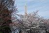 629 DC - Cherry Blossoms & Washington Monument.jpg