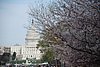 636 DC - Cherry Blossoms & Capitol.jpg