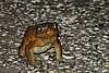 52ED04ec Cane Toad.jpg