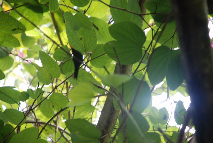 23D36 Split-tail Humming Bird (juvenile).JPG